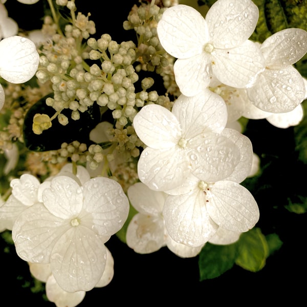 Ekbladhortensia
