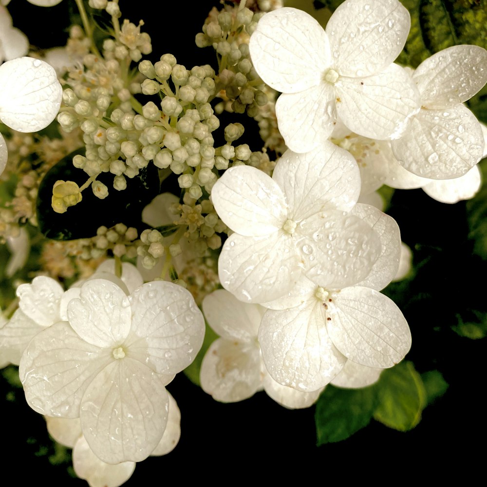 white flowers with green leaves