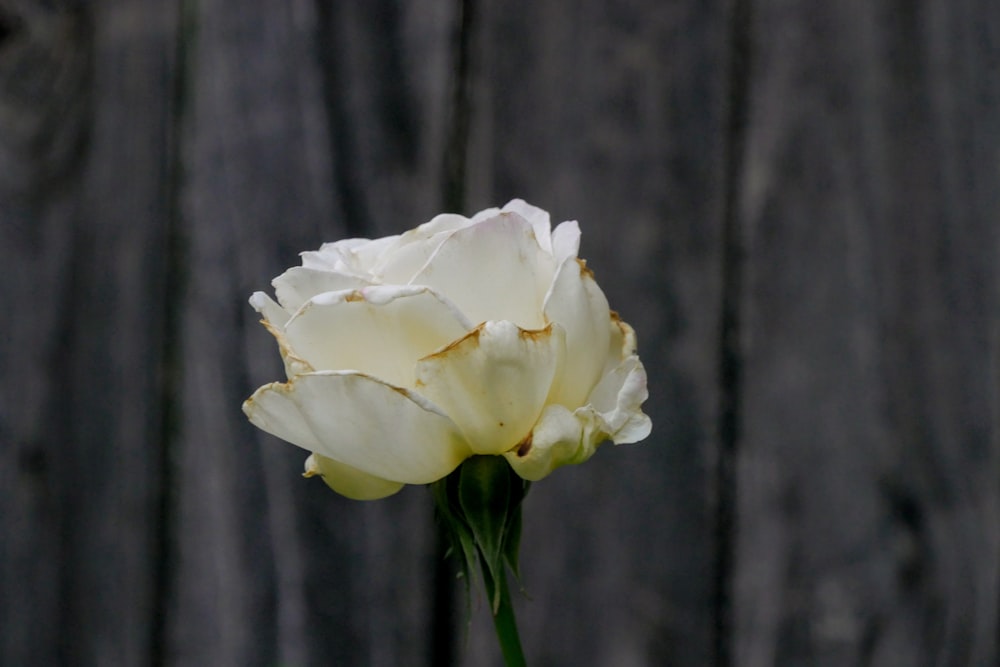 rosa branca em flor durante o dia