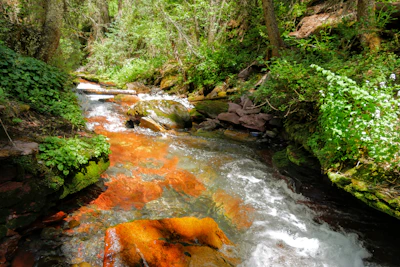 Freshwater spring flowing through a restored forest area with clear water.