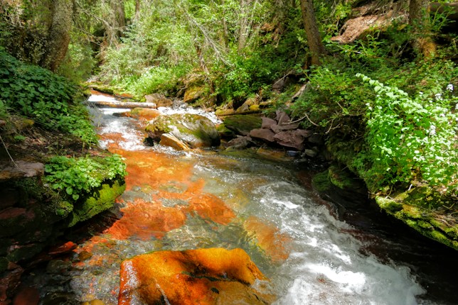 A clear stream flows through a lush, green forest. The water is vibrant, reflecting the sunlight, and flows over rocks with a reddish hue. Thick vegetation, including ferns and moss-covered logs, lines the edges of the stream, creating a serene and natural environment.