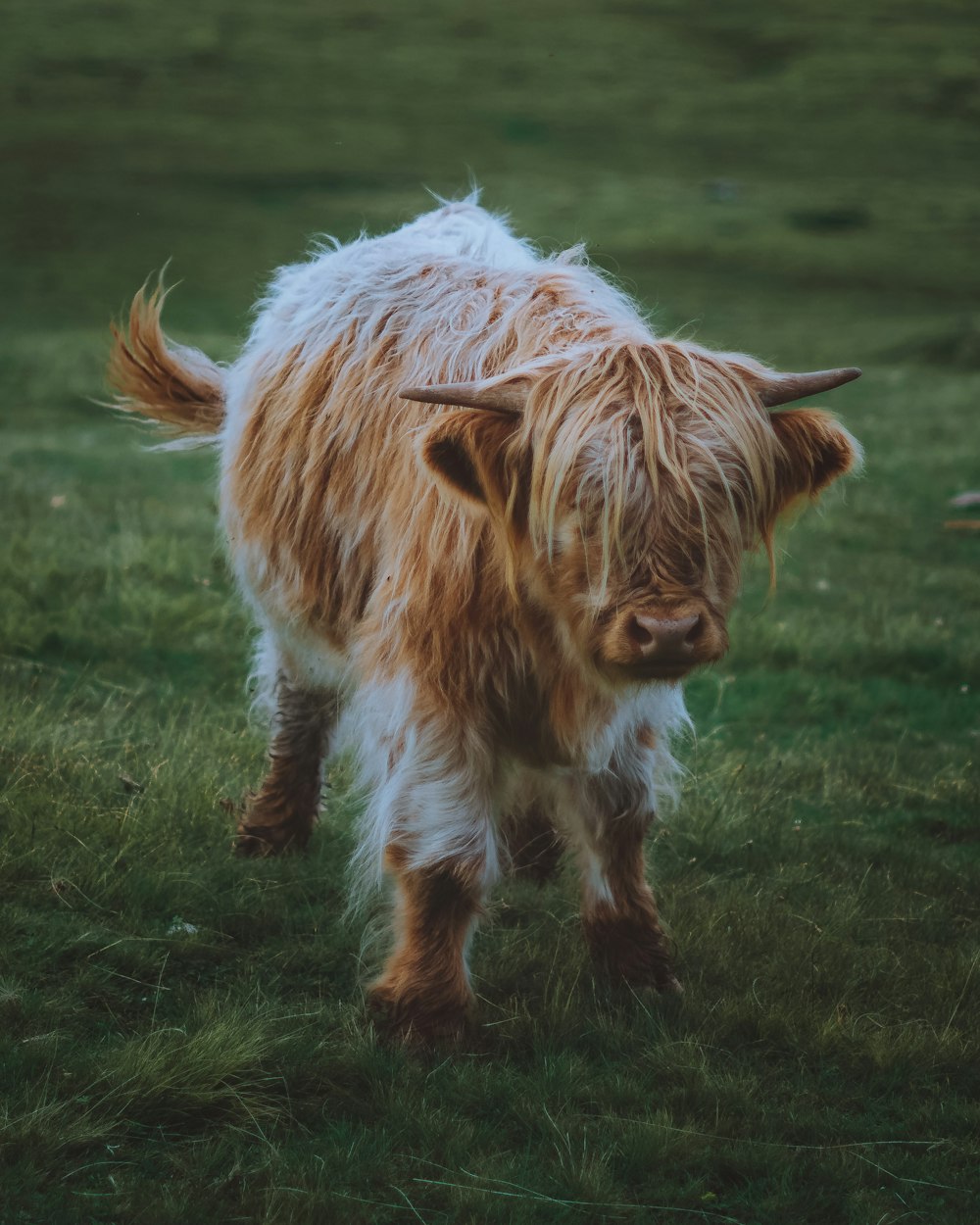 white and brown cow on green grass field during daytime