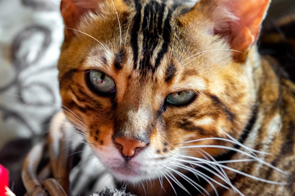 chat tigré orange et blanc