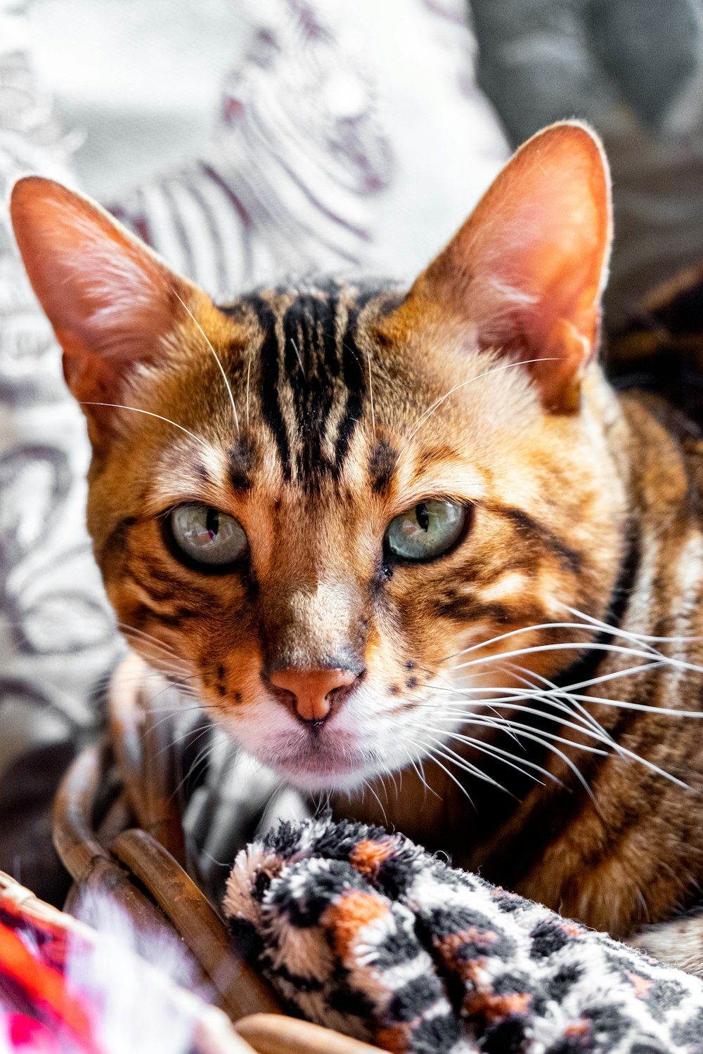 chat tigré orange sur textile blanc et noir