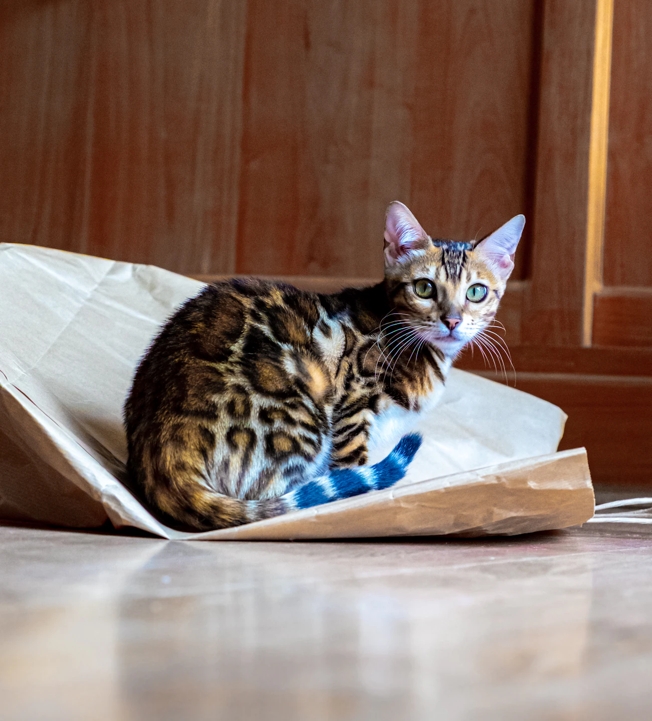 室内の箱の上に座る模様のある猫