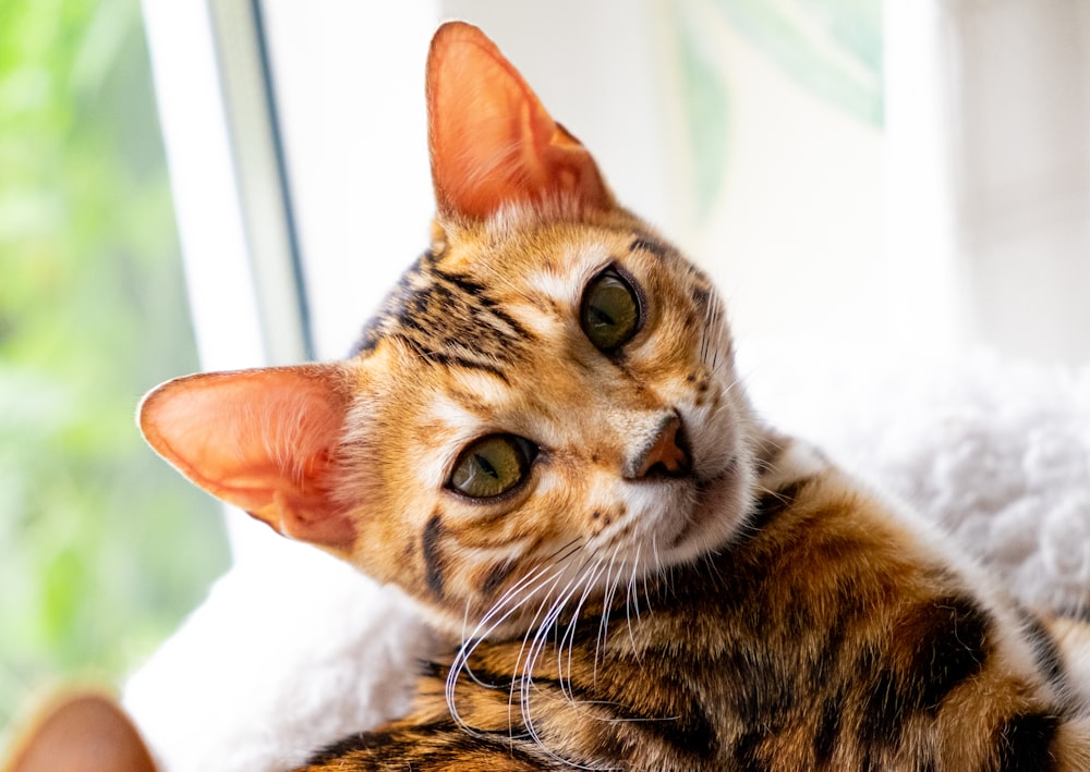 brown tabby cat lying on white textile