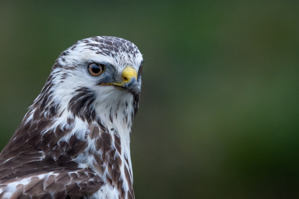 brown and white owl in close up photography