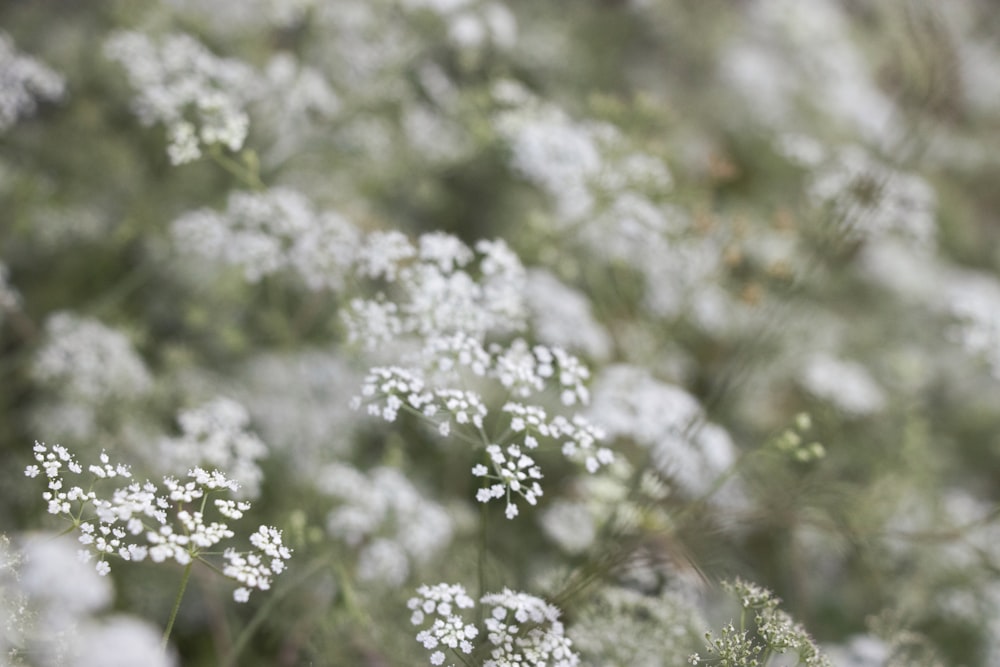 white flowers in tilt shift lens