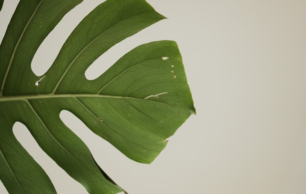 feuille verte sur fond blanc