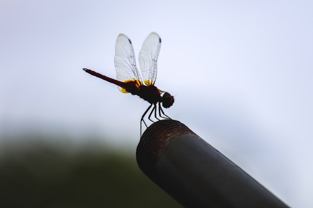 brown and black dragonfly on brown stick during daytime