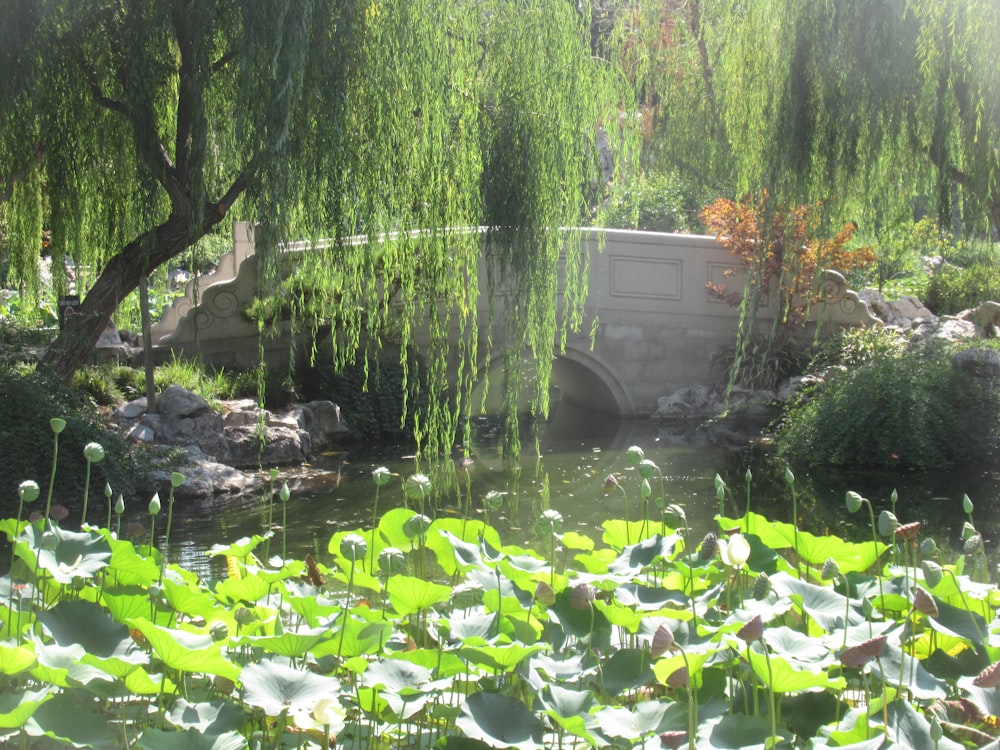 green water lilies on river