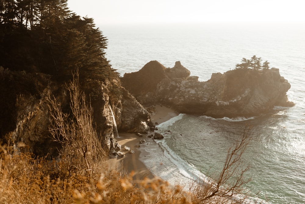 brown grass on seashore during daytime