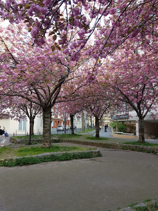 A peaceful park in Washington D.C. with cherry blossoms in full bloom.