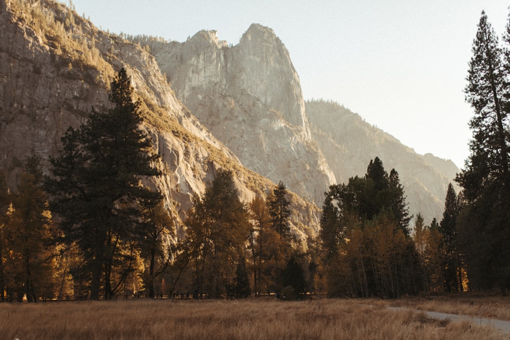 brown trees near brown mountain during daytime