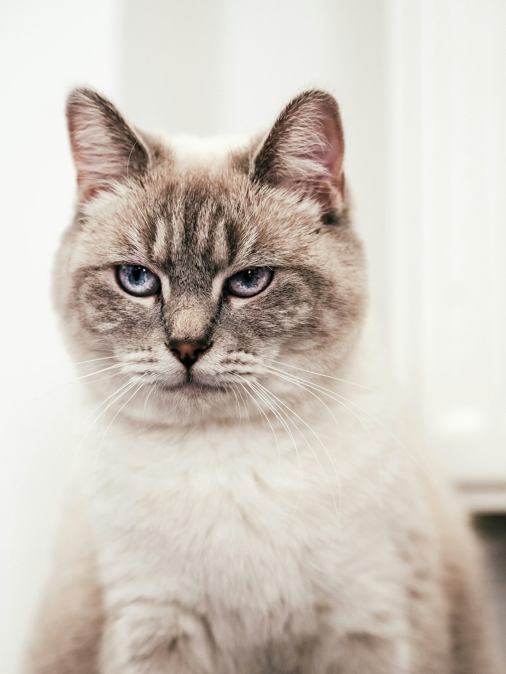 white and brown cat in close up photography