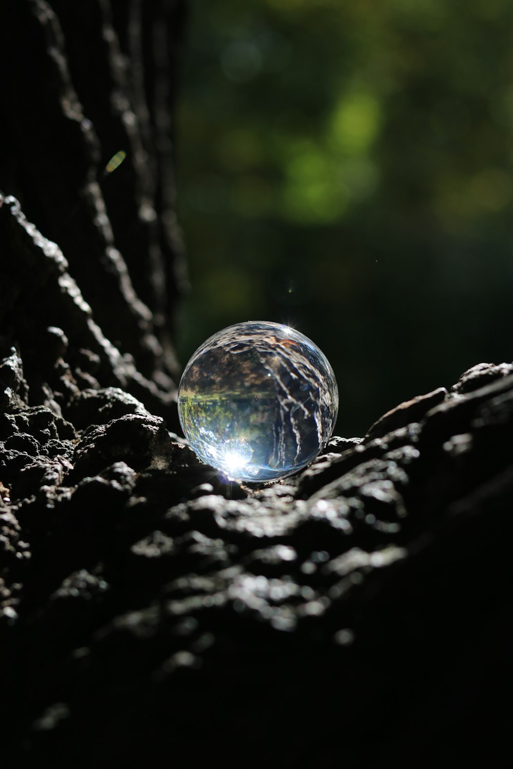 clear glass ball on black and brown tree trunk