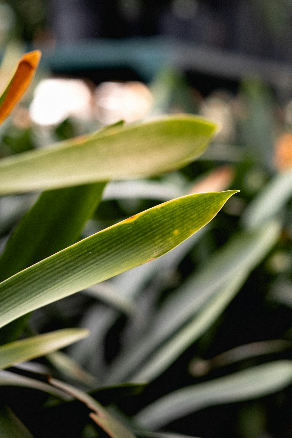 green leaf plant during daytime