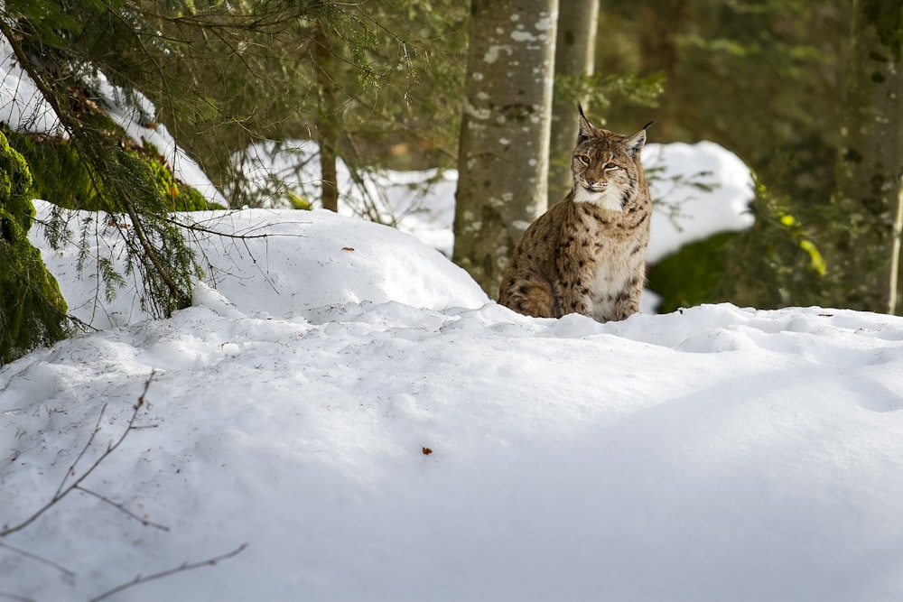 gato marrom e preto no chão coberto de neve durante o dia