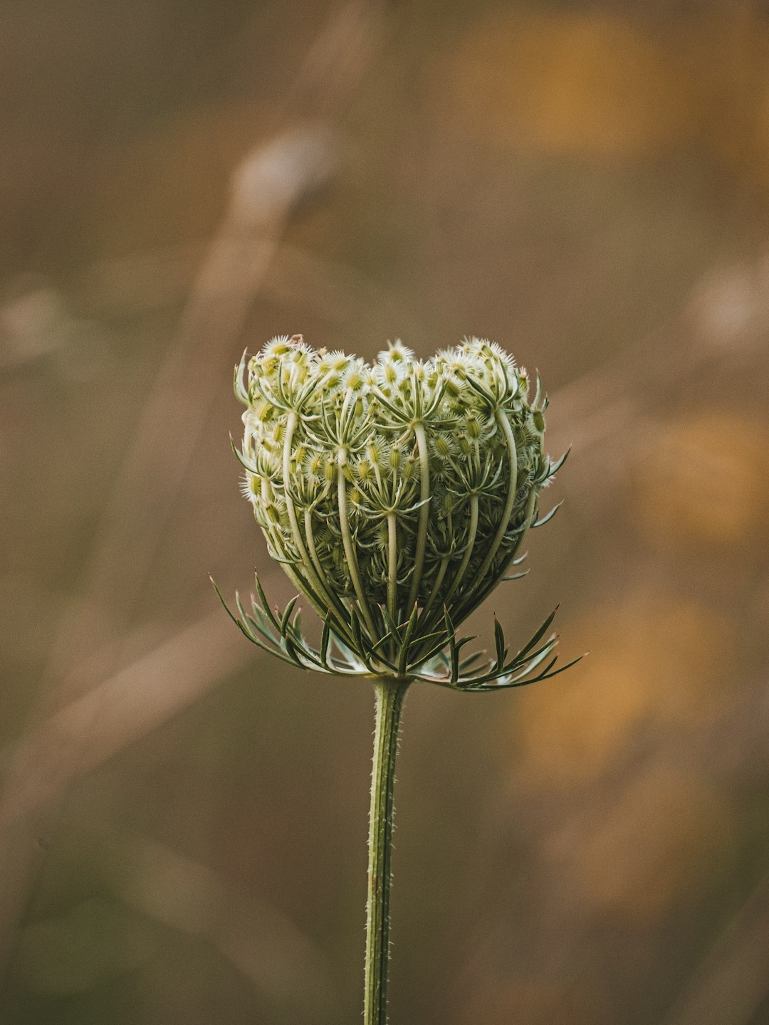 green and white flower bud in close up photography