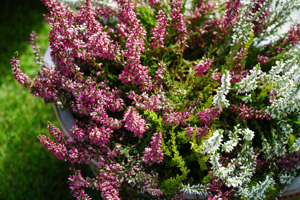 red and white flowers in tilt shift lens