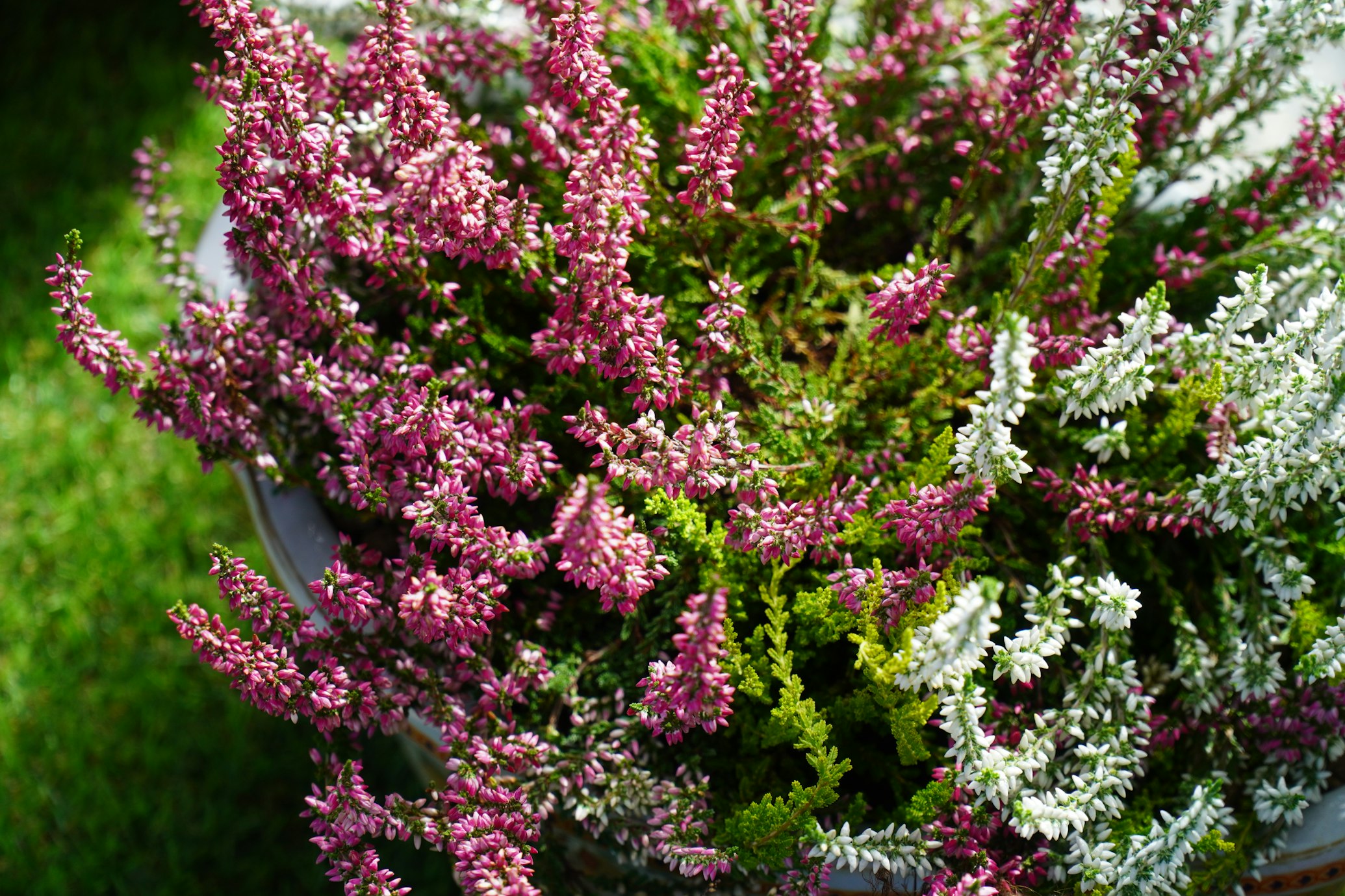 A bush of pink of white heather flowers 