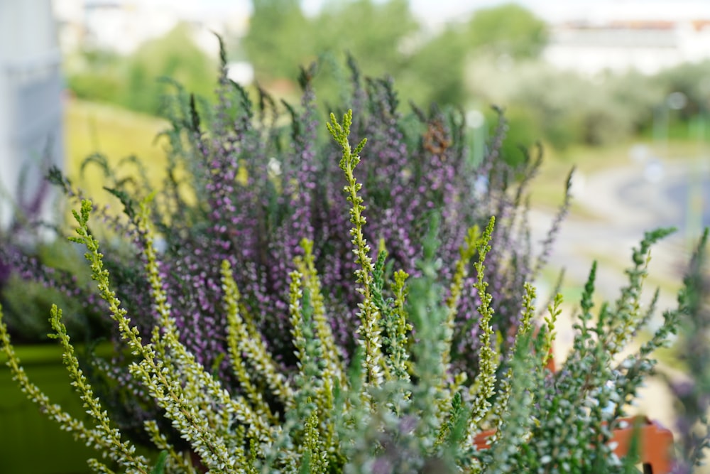 purple flowers in tilt shift lens