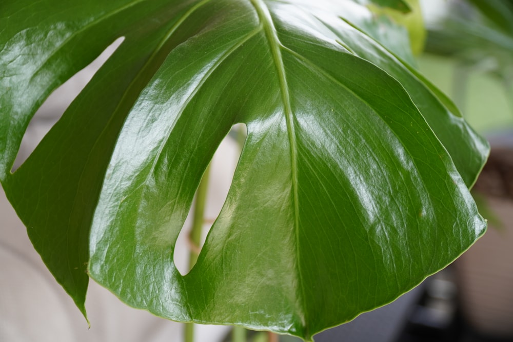 white flower with green leaves