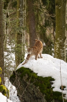 A lynx stands atop a snow-covered, mossy boulder in a forest setting. The surrounding trees have patches of lichen on their trunks, and evergreen branches frame the scene.