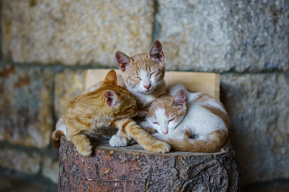 Two Cats Pictures  Download Free Images on Unsplash