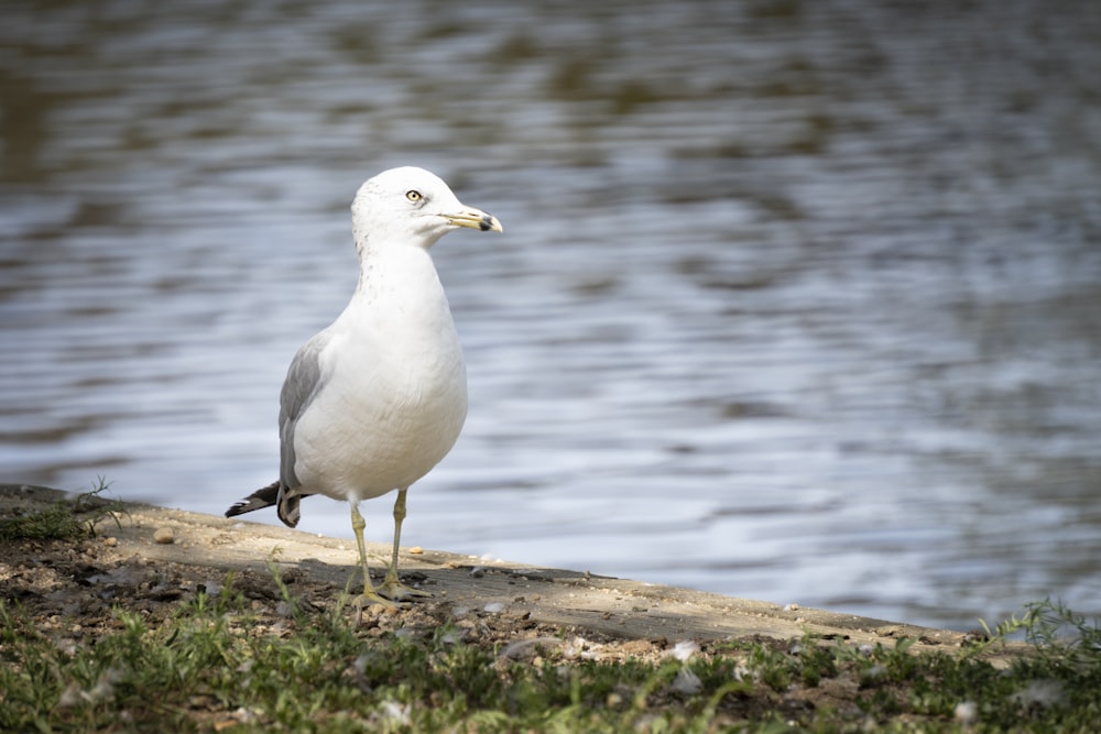 white bird on brown rock near body of water during daytime