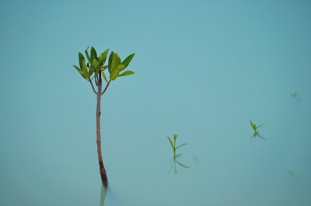 green leaves on brown tree branch