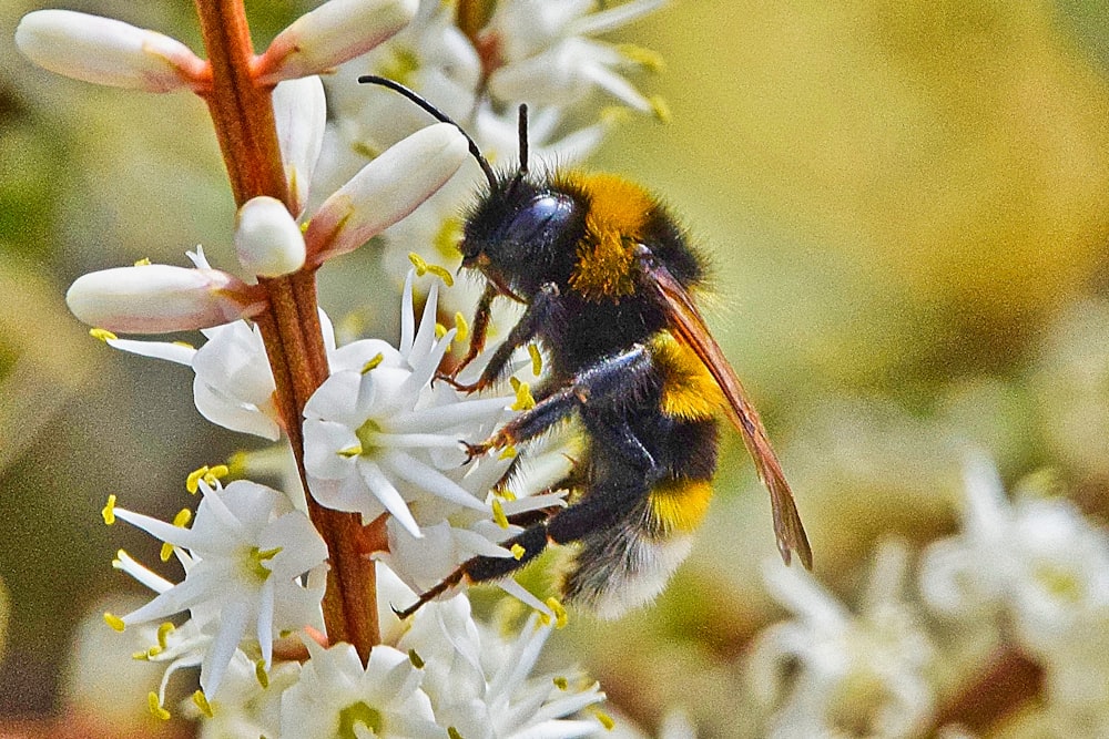 black and yellow bee on white flower