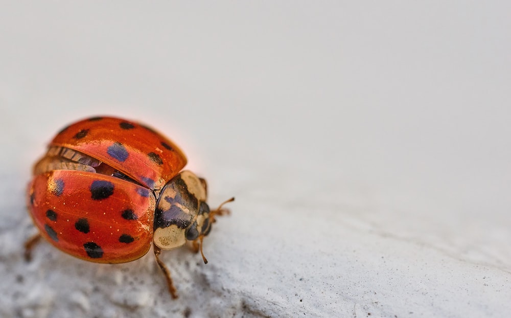 coccinella arancione e nera su neve bianca