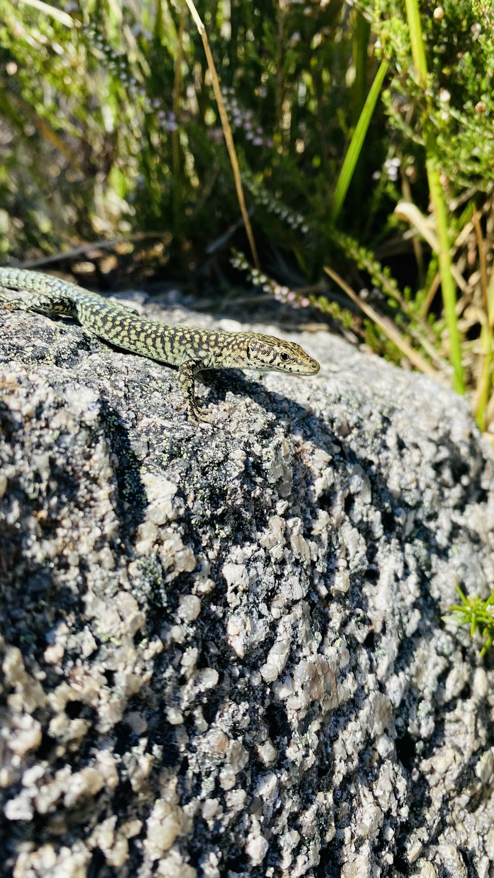 green and black lizard on gray rock