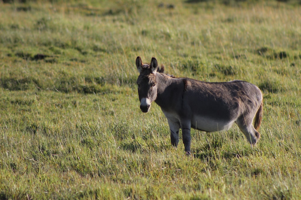 brown and white horse on green grass field during daytime