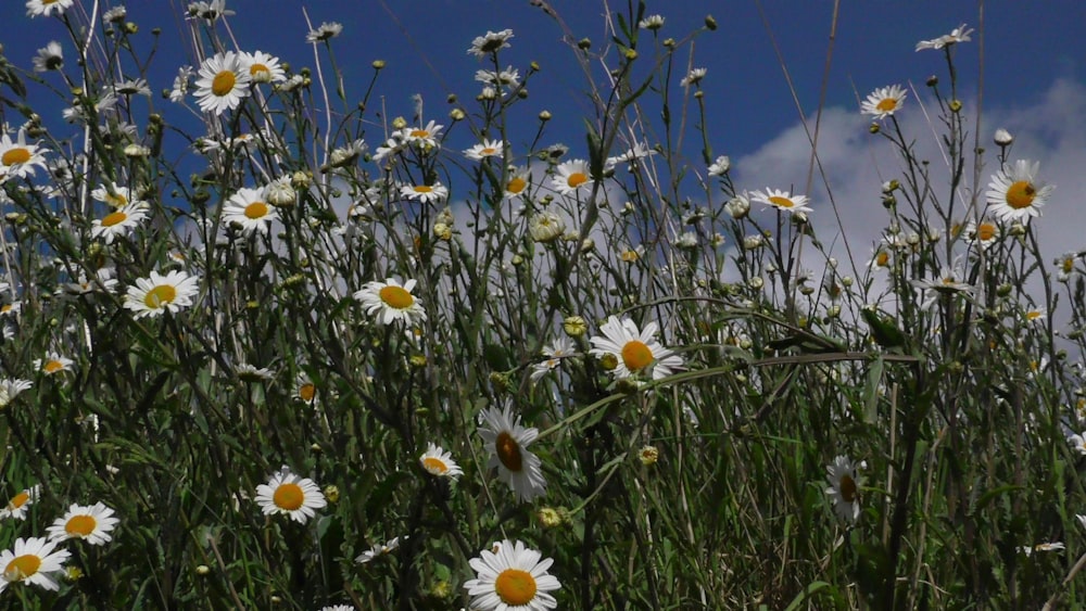 white and yellow daisy flowers