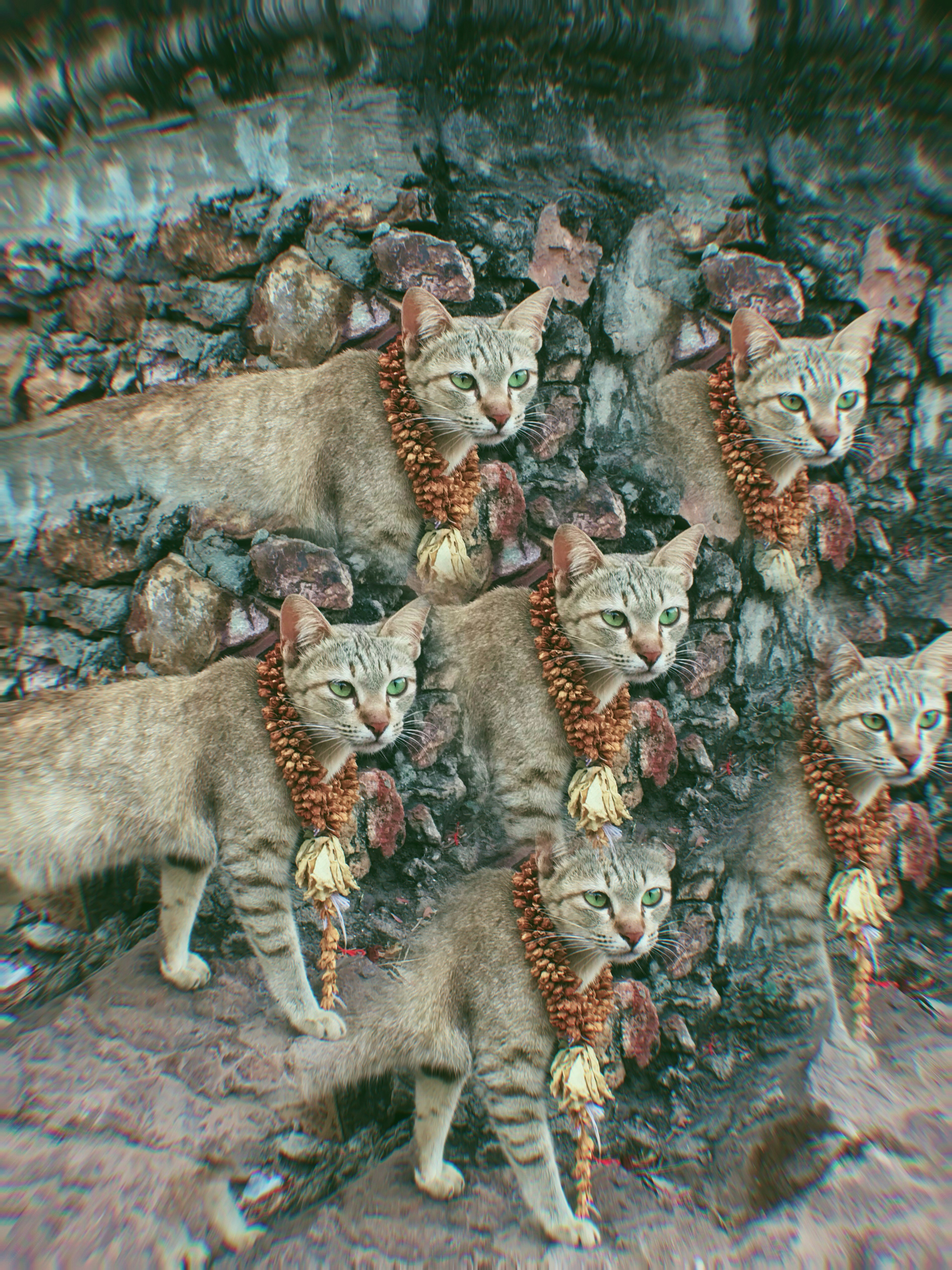 The Cat In The Mirror 