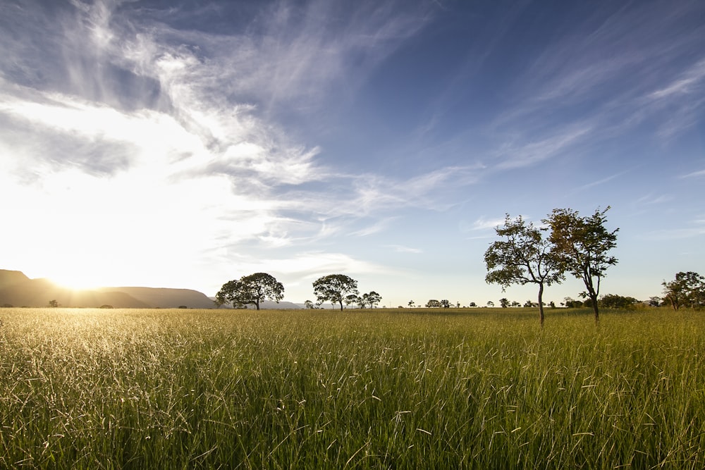 Grünes Grasfeld mit Bäumen unter blauem Himmel tagsüber