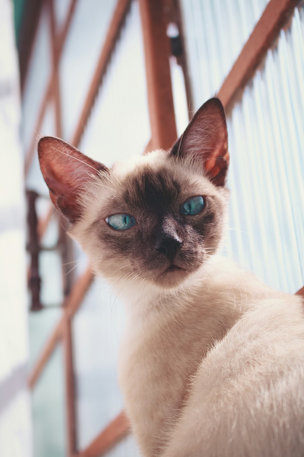 white and black cat on brown wooden table