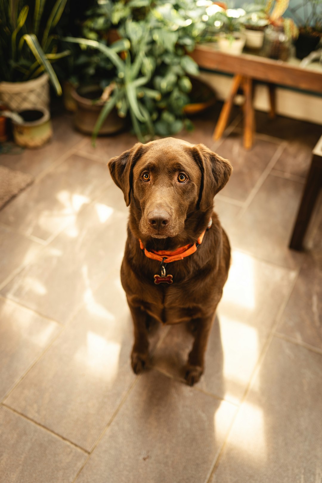 brown short coated dog sitting on white floor tiles