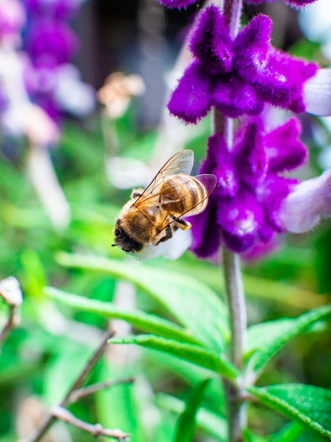 brown and black bee on purple flower