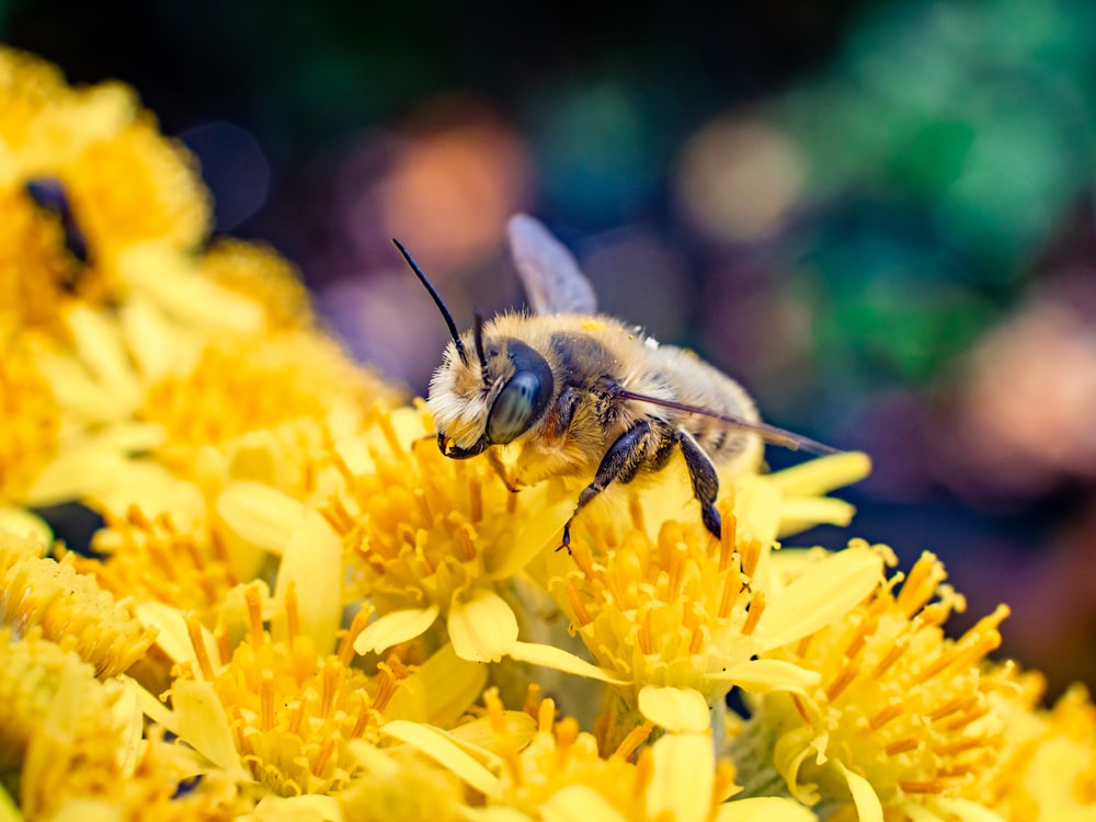 black and brown bee on yellow flower