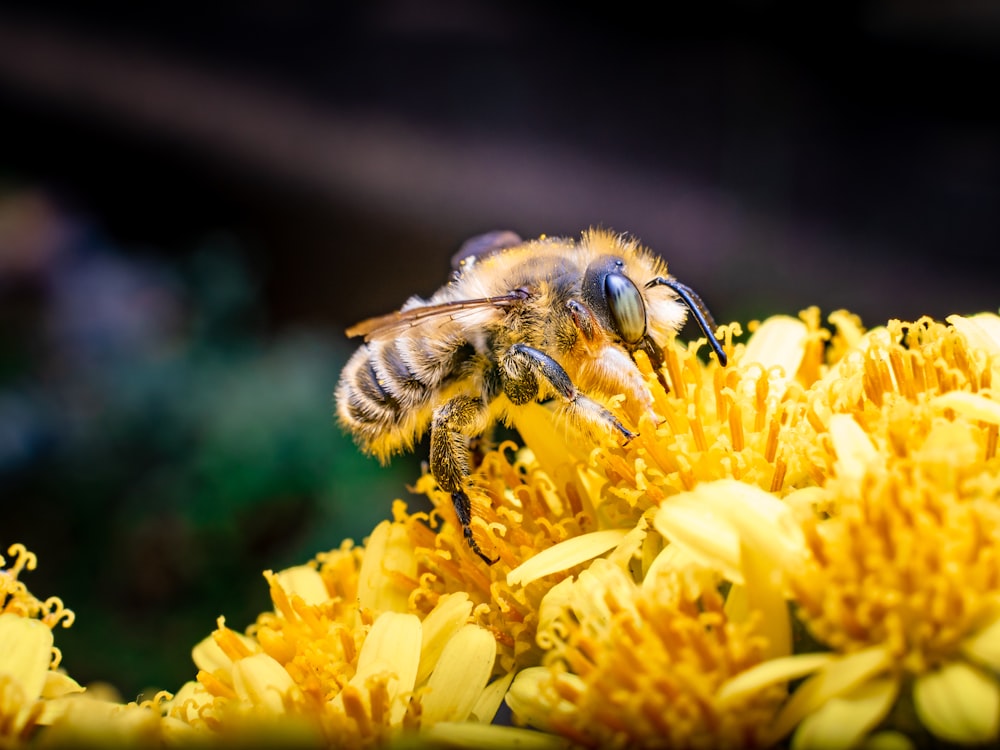 abeja negra y amarilla sobre flor amarilla