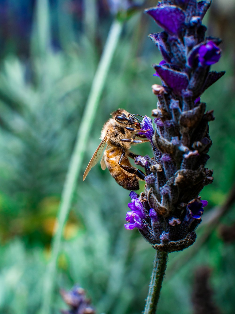 brown and black bee on purple flower