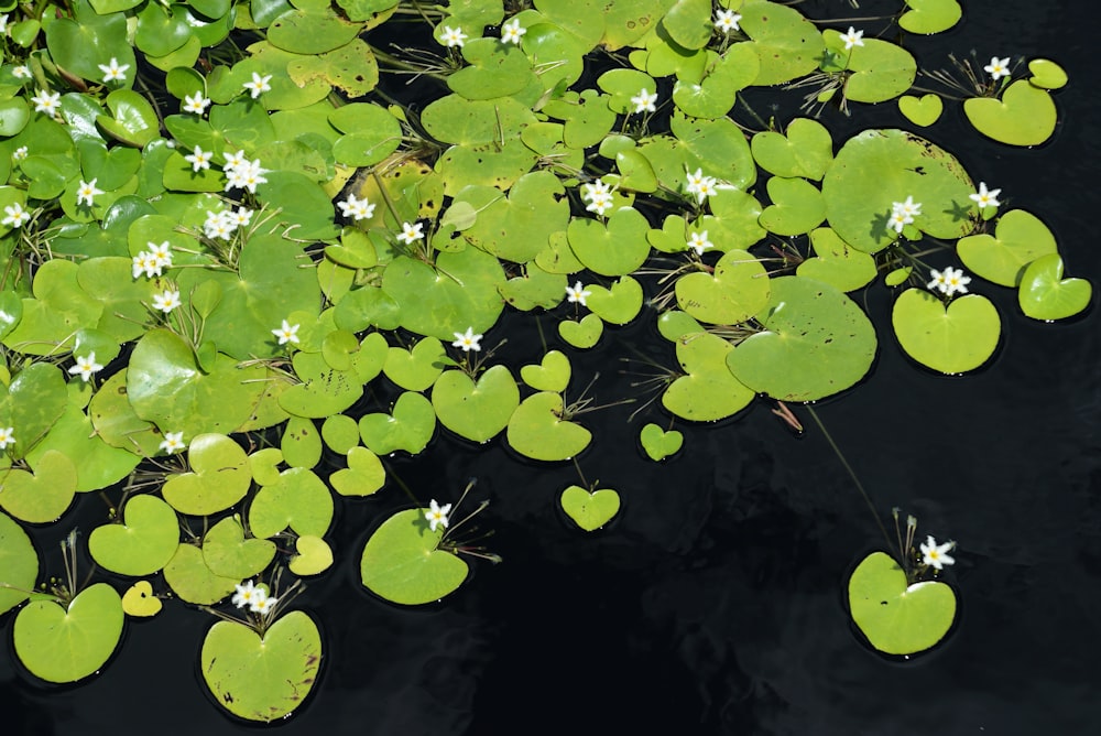 green water lilies on water