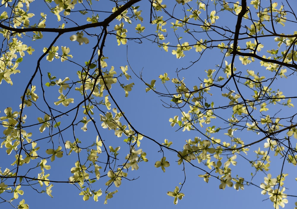 昼間の木の枝の黄色い葉