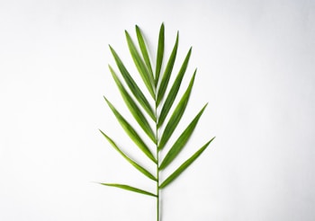 A single green palm leaf positioned vertically against a plain white background. The leaf has a central stem with several long, narrow leaflets extending symmetrically on each side.