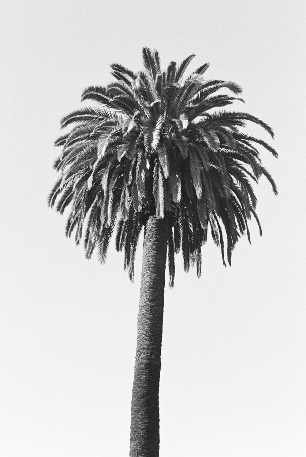 grayscale photo of palm tree