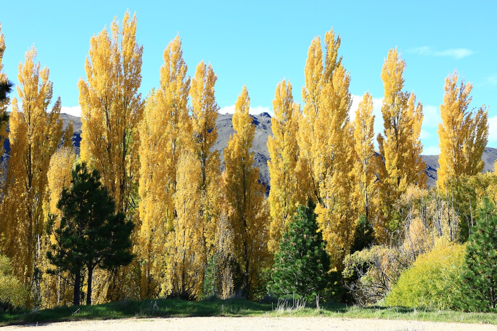 brown trees on green grass field under blue sky during daytime