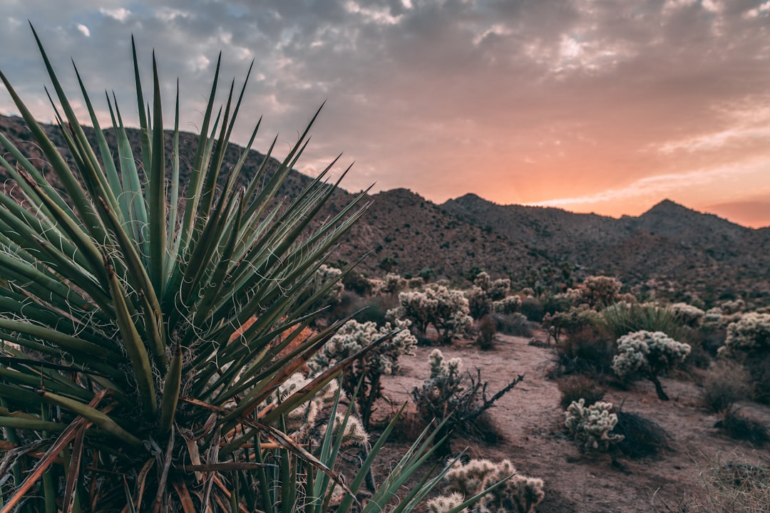 green cactus plant on brown mountain under cloudy sky during daytime